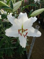 [4292 White Spear DJ No02.JPG]